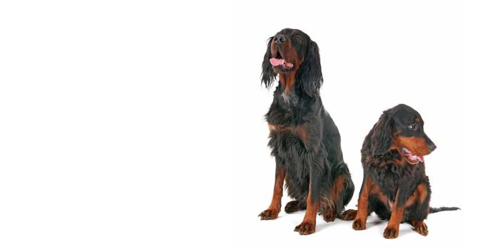 Gordon Setter