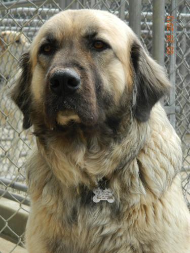 leonberger pyrenees mix