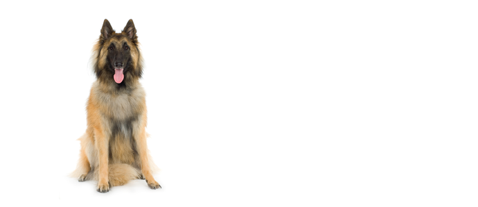 Belgian Shepherd Tervueren