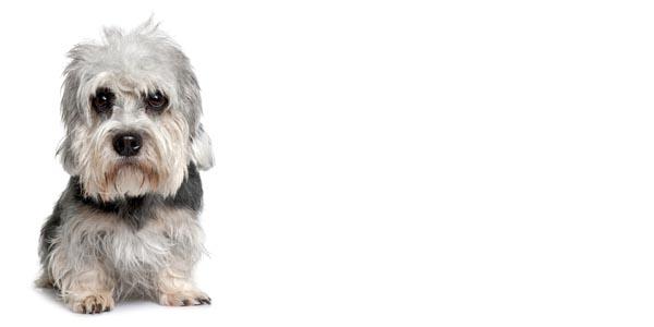 Dandie Dinmont Terrier