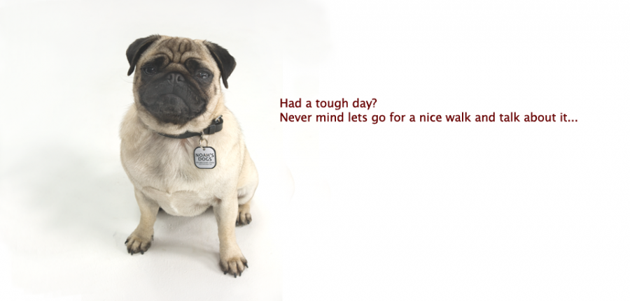 Pug
