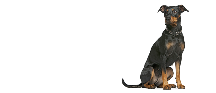 German Pinscher