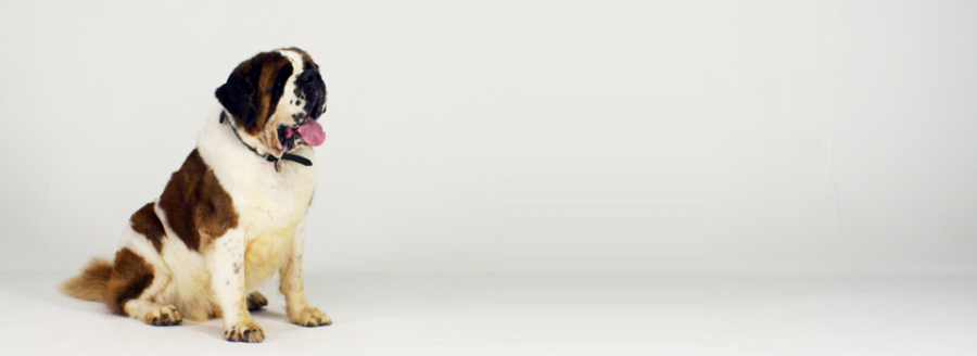 Saint Bernard