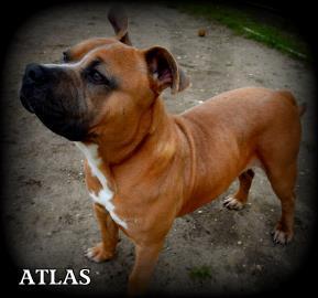 Atlas