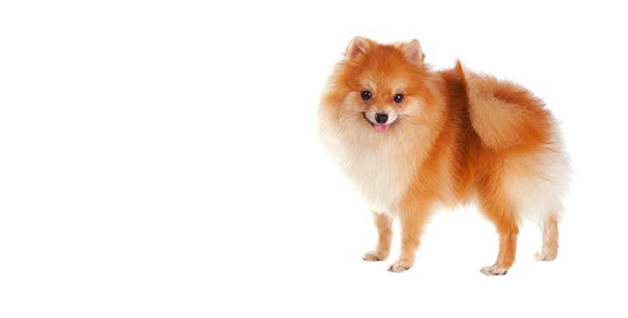 Pomeranian
