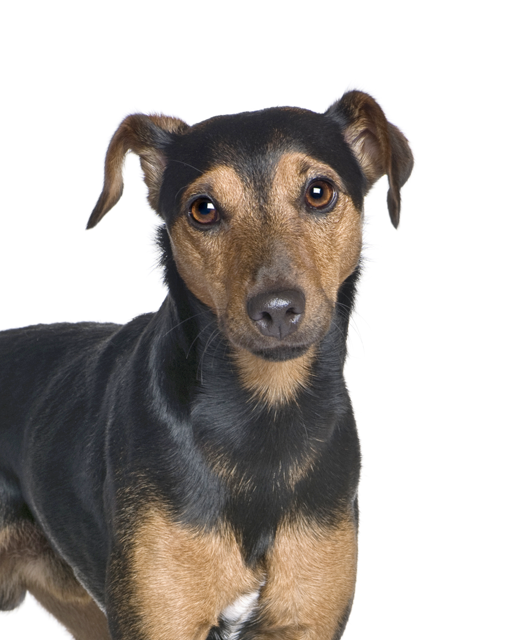 Tan manchester terrier 2025