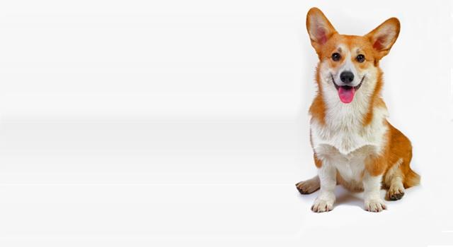 Pembroke Welsh Corgi