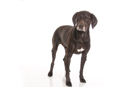 German Shorthaired Pointer