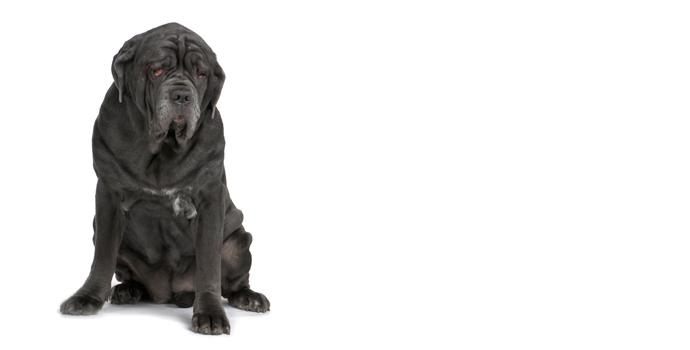 Mastiff
