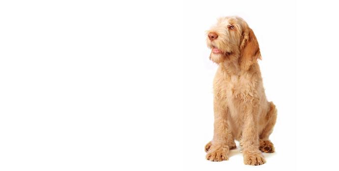Italian Spinone