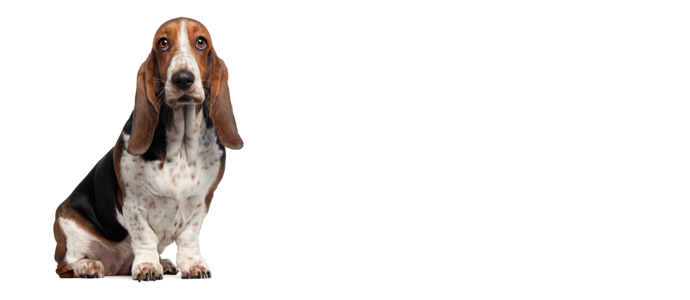 Basset Hound