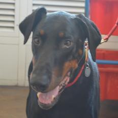 Enzo