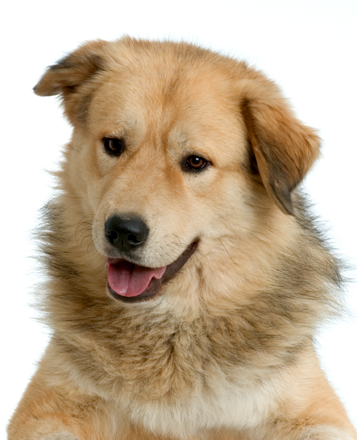 Anatolian shepherd and golden retriever best sale mix