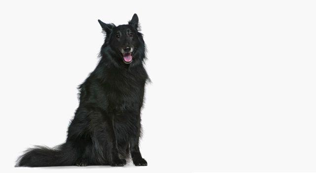 Belgian Shepherd Groenendael