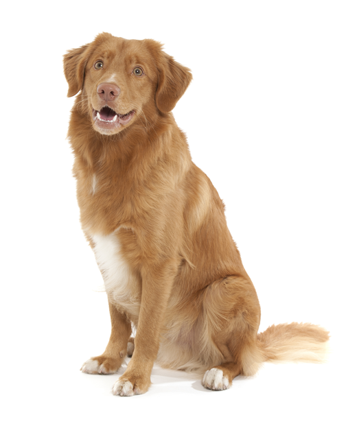 Nova scotia retriever