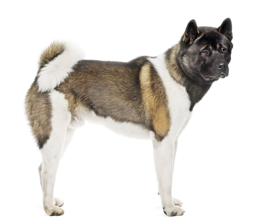 Akita