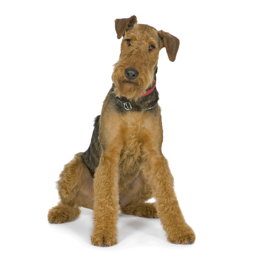 airedale terrier intelligence