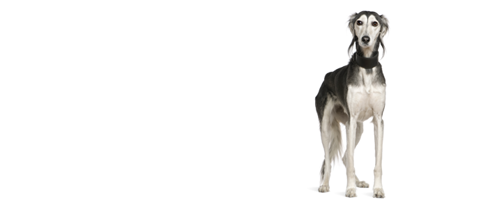 Saluki