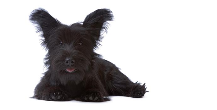 Skye Terrier
