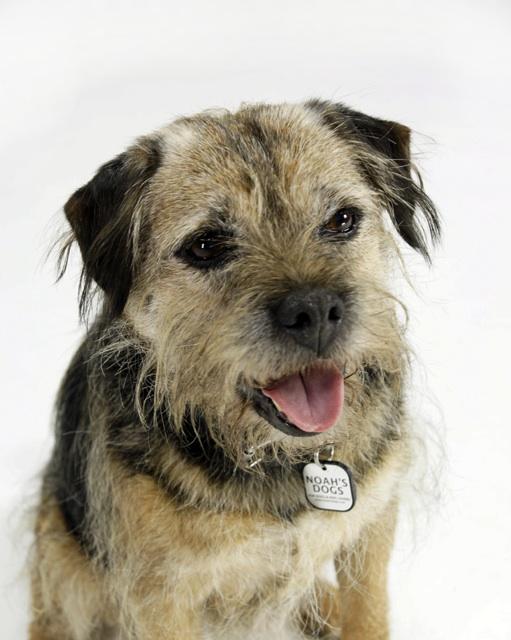 Border Terrier dog breed information Noah s Dogs