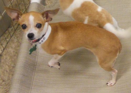 Italian Greyhound Mix