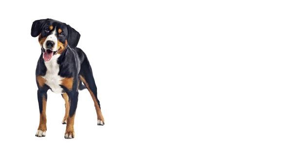 Greater Swiss Mountain Dog