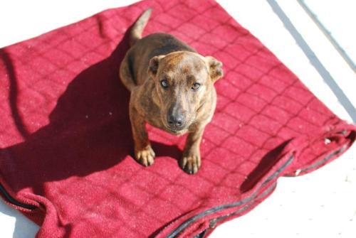 Plott/dachshund