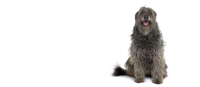 Catalan sheep dog