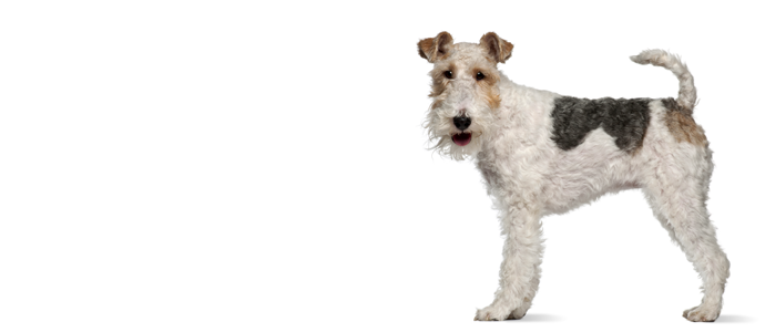 Fox Terrier Wire