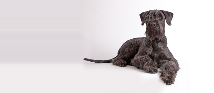 Giant Schnauzer