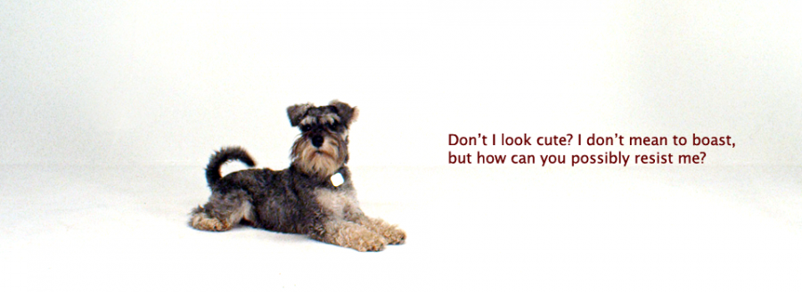 Miniature Schnauzer