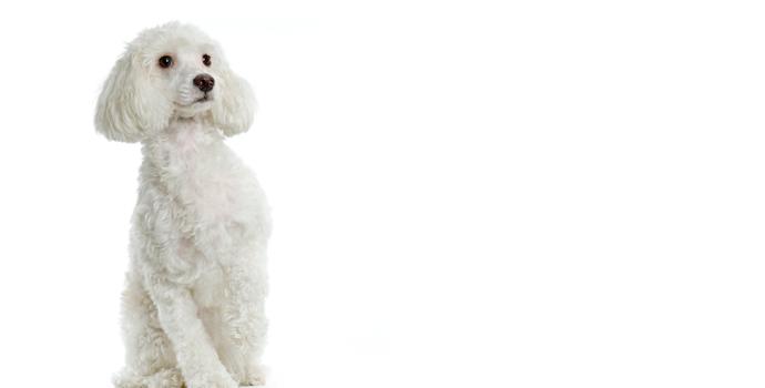 Maltese