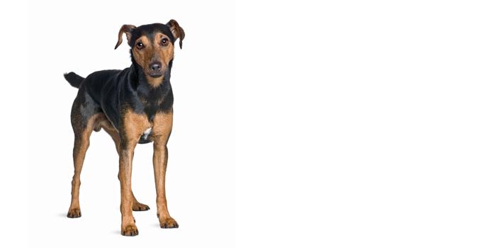 Manchester Terrier