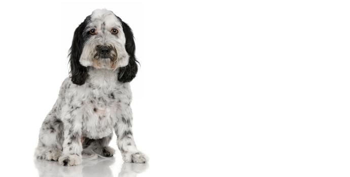 Tibetan Terrier
