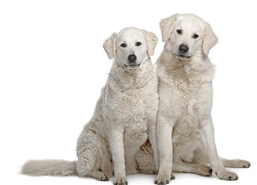 Hungarian Kuvasz