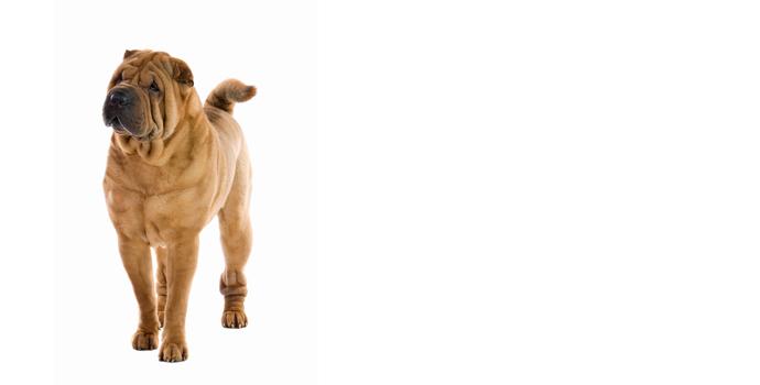 Sharpei