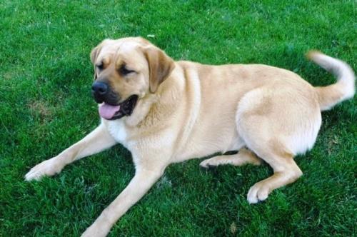 Brutus