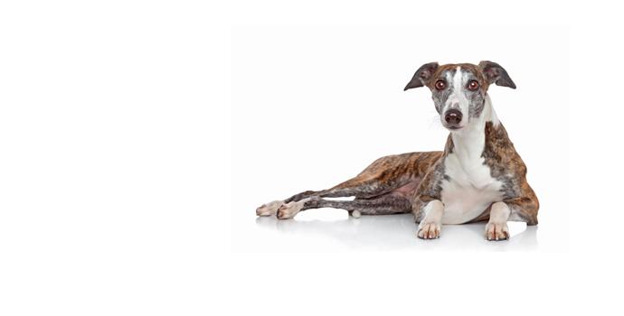Greyhound