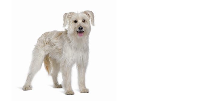 Pyrenean Shepherd Dog