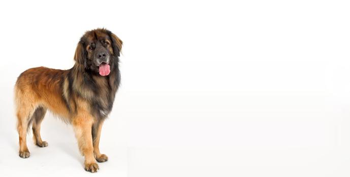 Leonberger