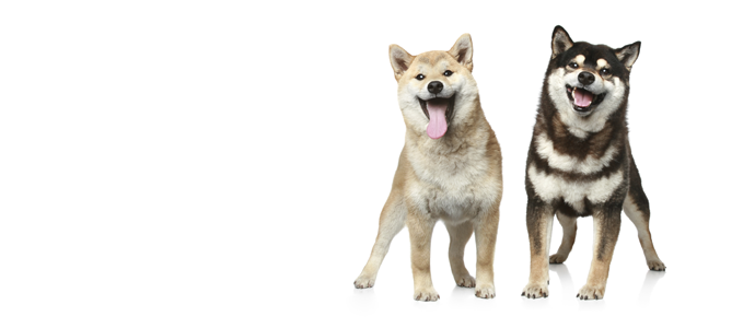 Japanese Shibu Inu
