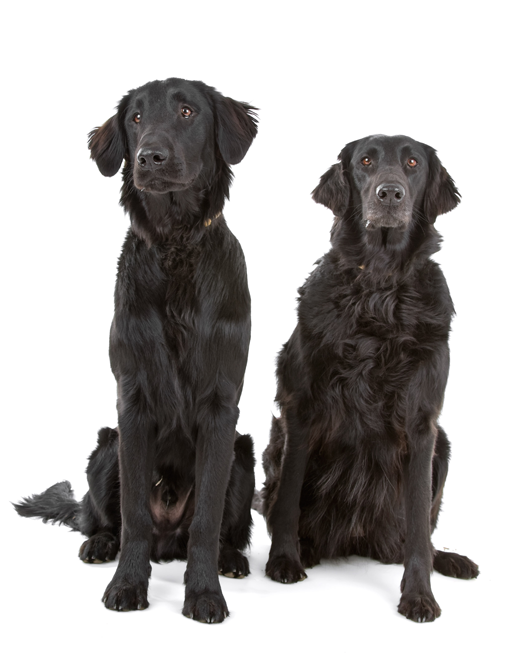 Flat Coated Retriever
