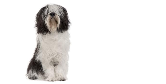 Polish Lowland Sheepdog