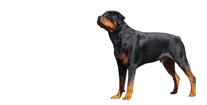 Rottweiler