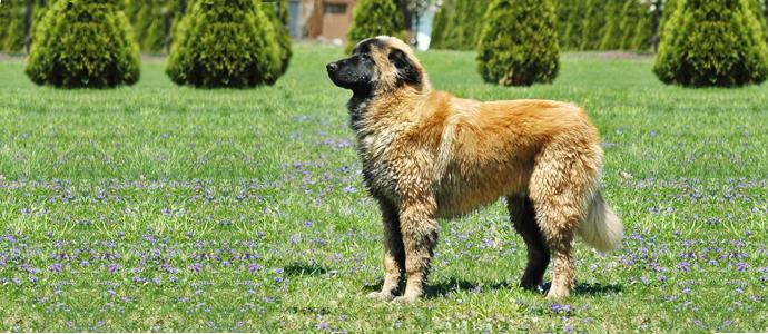 Estrela Mountain Dog