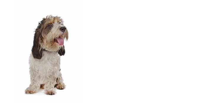 Grand Basset Griffon Vendeen