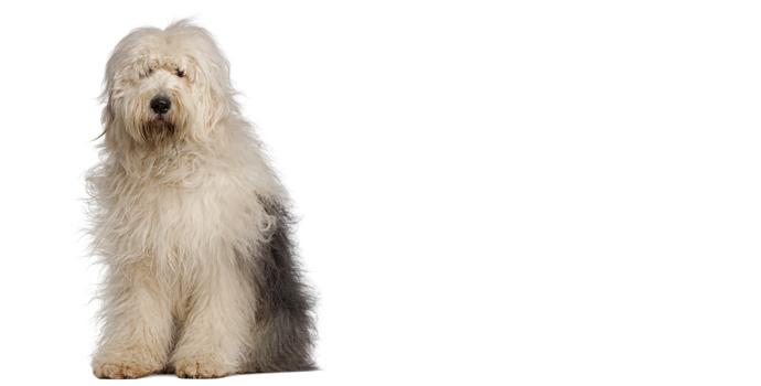 Old English Sheepdog Dog Breed Information