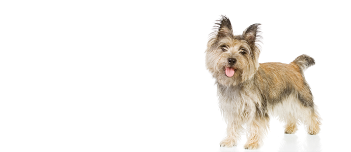 Cairn Terrier