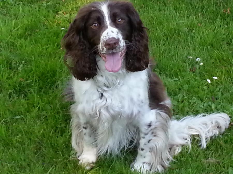 Bramble