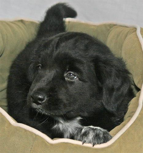 Pongo